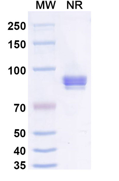 Anti-2,4-Dichlorophenoxyacetic acid/2,4-D Recombinant Monoclonal Antibody (SAA2419) - SDS-PAGE