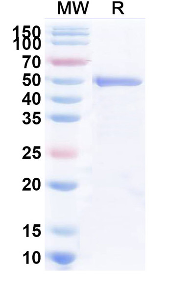 Anti-Dog TNFa/TNF-alpha Recombinant Monoclonal Antibody (SAA2422) - SDS-PAGE