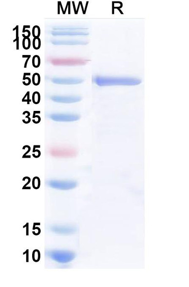 Anti-Dog TNFa/TNF-alpha Recombinant Monoclonal Antibody (SAA2422) - SDS-PAGE
