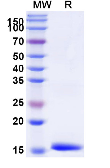 Anti-Dog TNFa/TNF-alpha Recombinant Nanobody (SAA2422) - SDS-PAGE