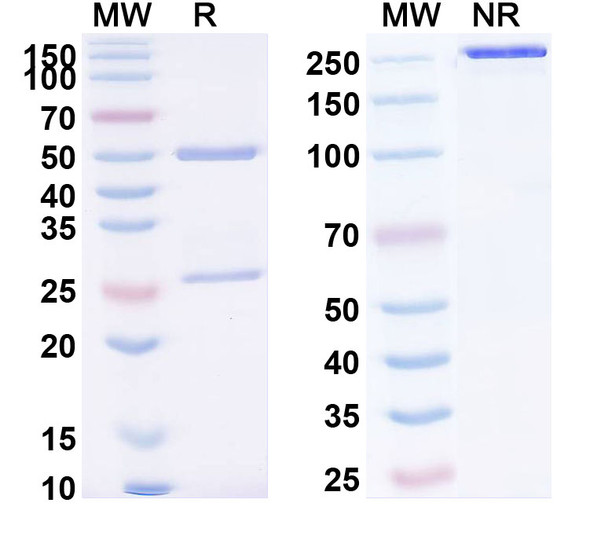 Anti-Human CD328/SIGLEC7 Recombinant Monoclonal Antibody (SAA2438) - SDS-PAGE