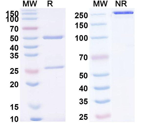 Anti-Human CD328/SIGLEC7 Recombinant Monoclonal Antibody (SAA2438) - SDS-PAGE