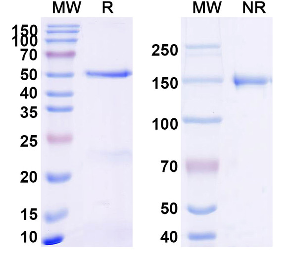 Anti-N1-Phosphohistidine (1-pHis) Recombinant Monoclonal Antibody (SC1-1) - SDS-PAGE