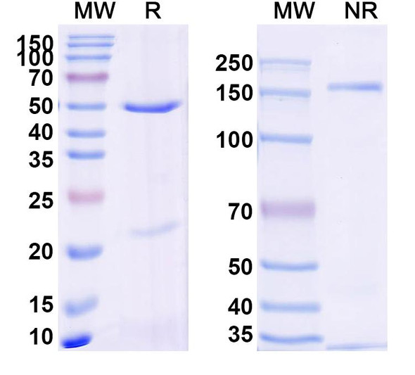 Anti-N1-Phosphohistidine (1-pHis) Recombinant Monoclonal Antibody (SC44-8) - SDS-PAGE