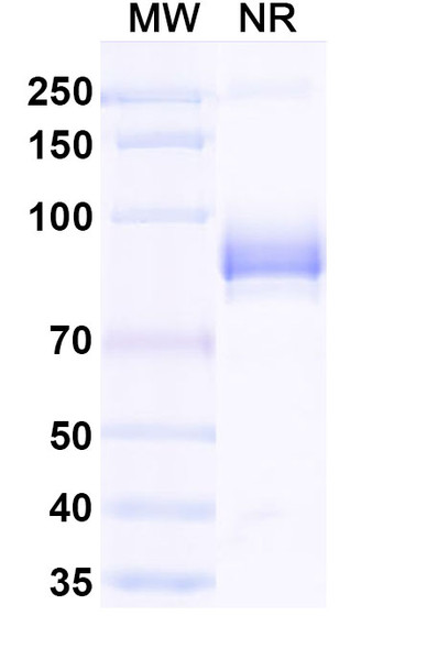 Anti-Human CX3CR1 Recombinant Monoclonal Antibody (SAA2443) - SDS-PAGE
