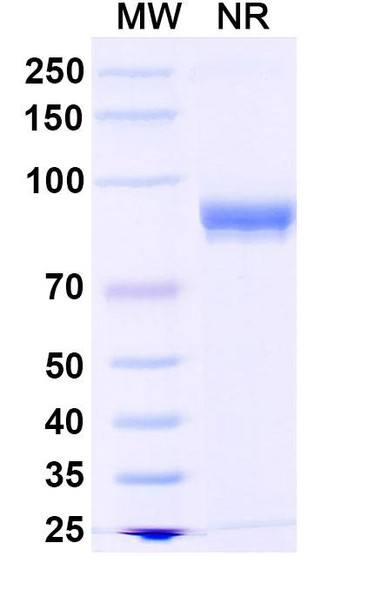 Anti-Mouse CDw210b/IL10RB Recombinant Monoclonal Antibody (SAA2482) - SDS-PAGE