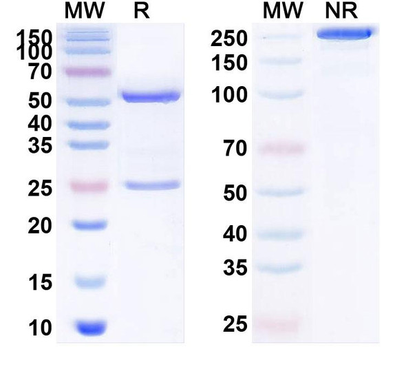 Anti-Human APP/Amyloid beta Recombinant Monoclonal Antibody (PMN310) - SDS-PAGE