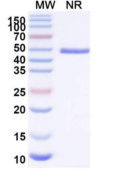 Anti-Salmonella enteritidis FliC Recombinant Monoclonal Antibody (SAA2505) - SDS-PAGE