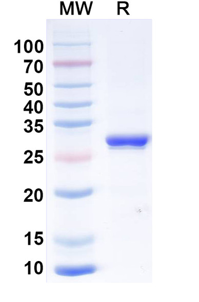 Anti-Human TNFa/TNF-alpha Recombinant Monoclonal Antibody (SAA2506) - SDS-PAGE