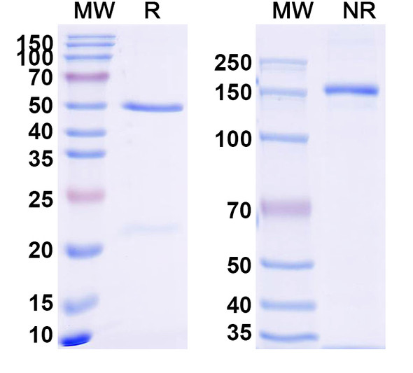 Anti-Human CD274/PD-L1/B7-H1 Recombinant Monoclonal Antibody (22C3) - SDS-PAGE
