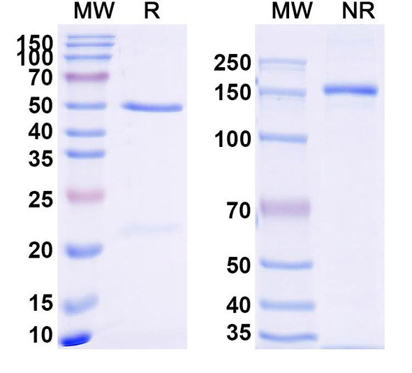 Anti-Human CD274/PD-L1/B7-H1 Recombinant Monoclonal Antibody (22C3) - SDS-PAGE