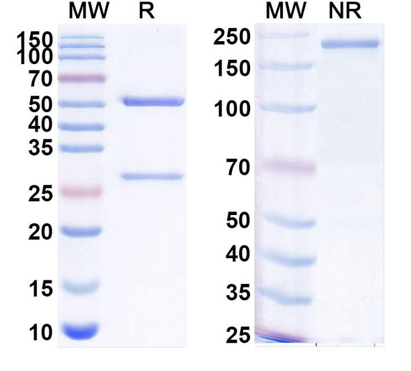 Anti-BCoV Spike glycoprotein Recombinant Monoclonal Antibody (SAA2518) - SDS-PAGE