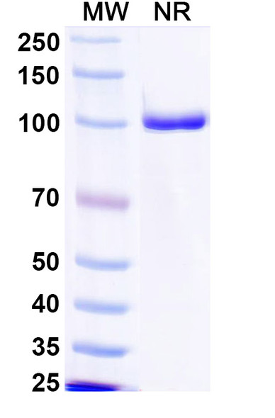 Anti-PRRSV NP/Nucleoprotein Recombinant Monoclonal Antibody (SAA2530) - SDS-PAGE