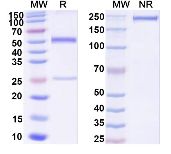 Anti-Dog CD152/CTLA4 Recombinant Monoclonal Antibody (SAA2531) - SDS-PAGE