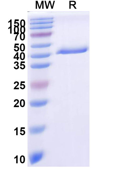 Anti-CSFV Glycoprotein E2 Recombinant Monoclonal Antibody (SAA2532) - SDS-PAGE