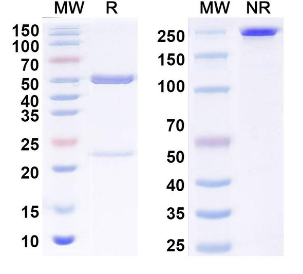 Anti-OVA/Ovalbumin Recombinant Monoclonal Antibody (SAA2533) - SDS-PAGE