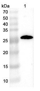 Anti-Human CD152/CTLA4 Recombinant Monoclonal Antibody (SAA2550) - WB