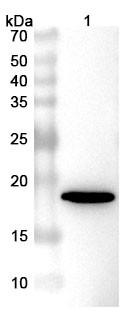 Anti-Bet v 1/Allergen Bet v I-A Recombinant Nanobody (SAA0668) - WB