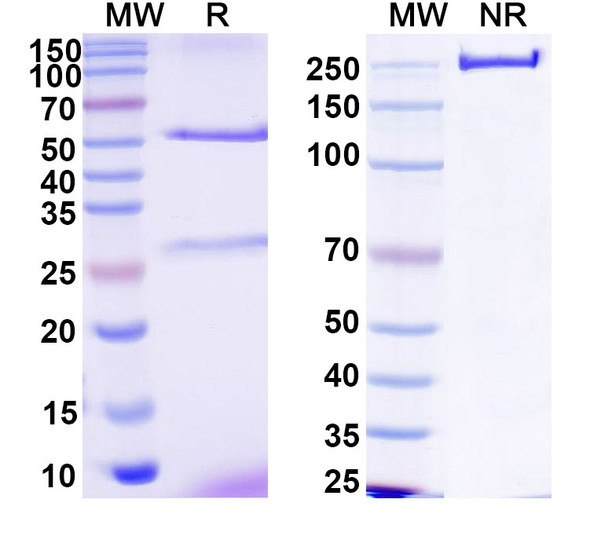Anti-CCHFV Glycoprotein C/Gc Recombinant Monoclonal Antibody (ADI-37801) - SDS-PAGE