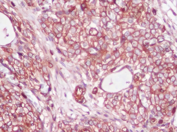 Recombinant beta actin Monoclonal Antibody (AGEL5321)