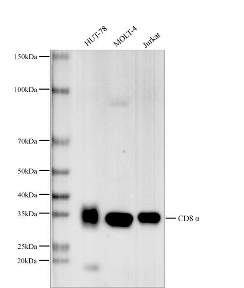 Recombinant CD8a/Lyt2 Monoclonal Antibody (AGEL5323)