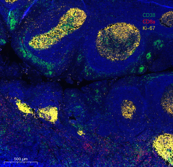 Recombinant CD8a/Lyt2 Monoclonal Antibody (AGEL5323)