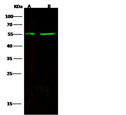 Recombinant CD83 Monoclonal Antibody (AGEL5332)