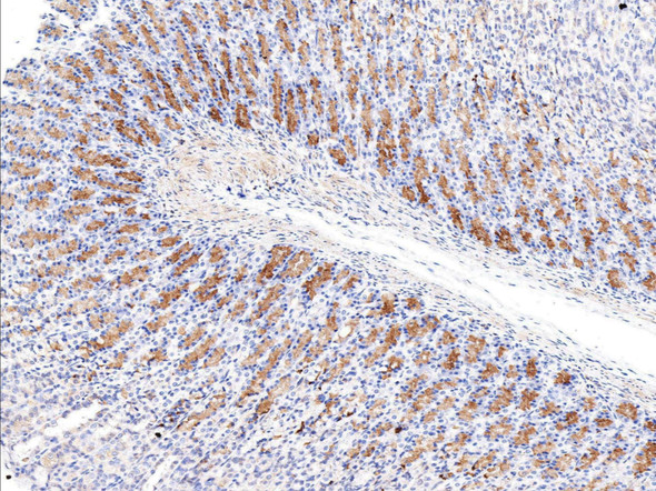 Recombinant CD147/EMMPRIN/Basigin Monoclonal Antibody (AGEL5341)