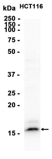 Recombinant IL4/IL-4/Interleukin-4 Monoclonal Antibody (AGEL5344)