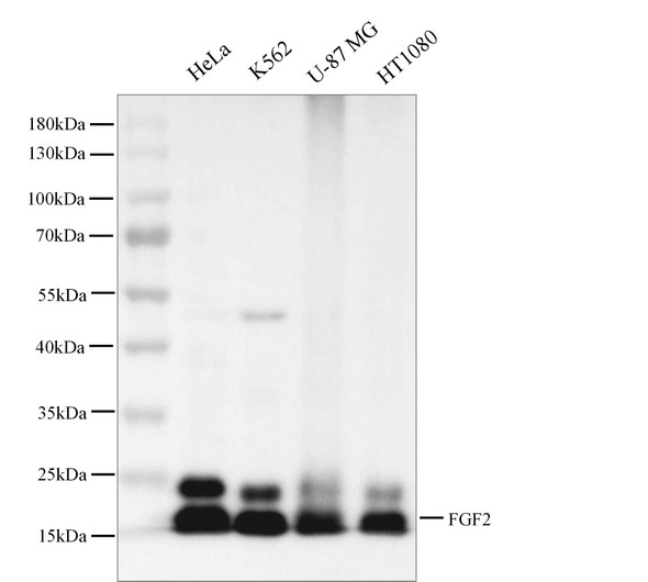 Recombinant bFGF/FGF2 Monoclonal Antibody (AGEL5392)