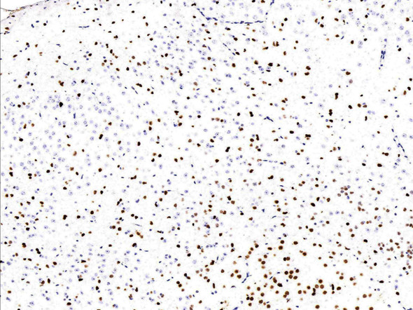 Recombinant Sox2 Monoclonal Antibody (AGEL5413)