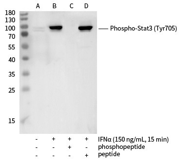 Recombinant Phospho-Stat3 (Tyr705) Monoclonal Antibody (AGEL5421)