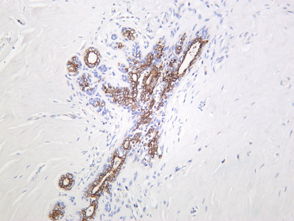 Recombinant Phospho-GSK3 beta (Ser9) Monoclonal Antibody (AGEL5423)