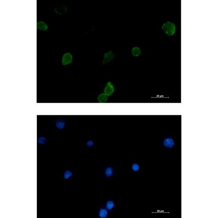 Recombinant IFITM1 Monoclonal Antibody (AGEL5438)
