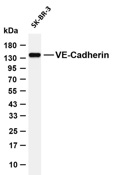 Recombinant VE-Cadherin/CD144 Monoclonal Antibody (AGEL5446)