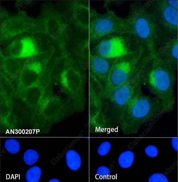 Recombinant CXADR/CAR Monoclonal Antibody (AGEL5457)