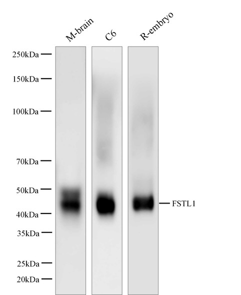 Recombinant FSTL1 Monoclonal Antibody (AGEL5460)