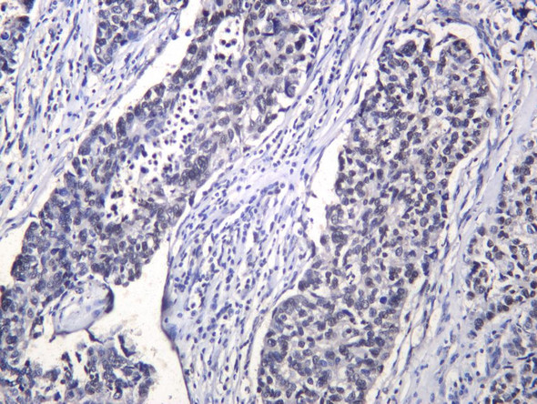 Recombinant Phospho-cdc25C (Ser216) Monoclonal Antibody (AGEL5468)