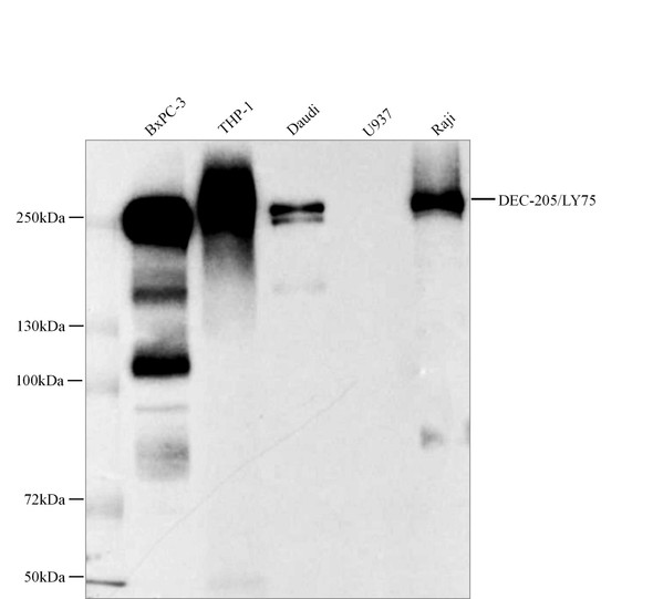 Recombinant DEC-205/LY75 Monoclonal Antibody (AGEL5497)