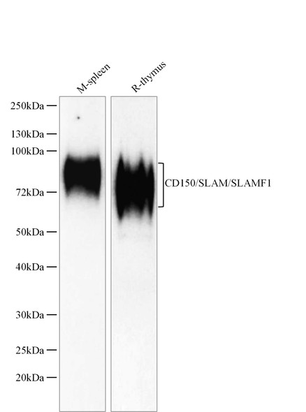 Recombinant CD150/SLAM/SLAMF1 Monoclonal Antibody (AGEL5502)