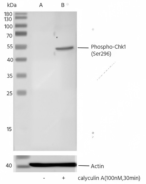 Recombinant Phospho-Chk1 (Ser296) Monoclonal Antibody (AGEL5505)