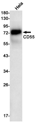 Recombinant CD55/DAF Monoclonal Antibody (AGEL5528)