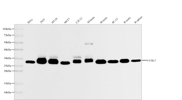 Recombinant UCHL3 Monoclonal Antibody (AGEL5531)
