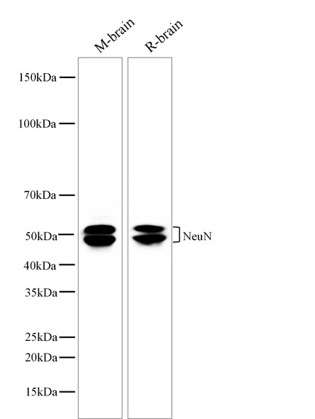 Recombinant NeuN Monoclonal Antibody (AGEL5544)