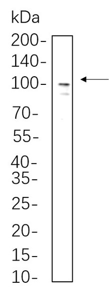 Recombinant Sodium Potassium ATPase Monoclonal Antibody (AGEL5553)