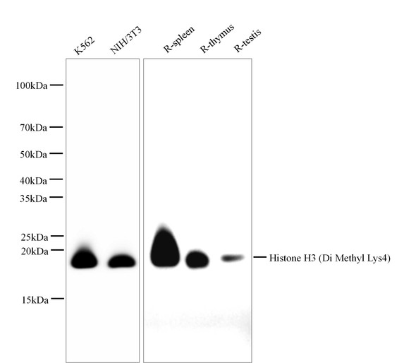 Recombinant Histone H3 (Di Methyl Lys4) Monoclonal Antibody (AGEL5560)