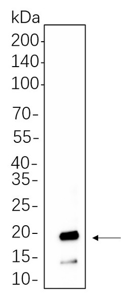 Recombinant Synuclein-α Monoclonal Antibody (AGEL5567)