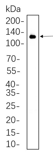 Recombinant VCAM1 Monoclonal Antibody (AGEL5571)