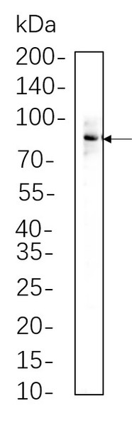 Recombinant Phospho-STAT3 (Tyr705) Monoclonal Antibody (AGEL5581)
