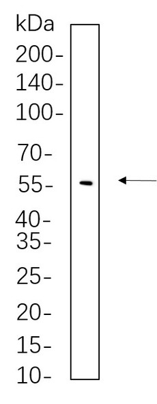 Recombinant Phospho-YAP (Ser127) Monoclonal Antibody (AGEL5604)